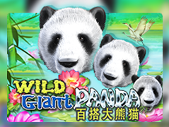 Wild Giant Panda